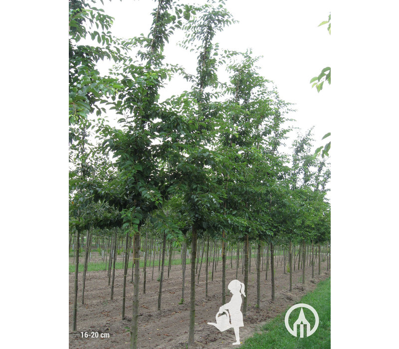Prunus x yedoensis  | Yoshinokers