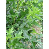 Quercus palustris 'Green Pillar' | Moeraseik