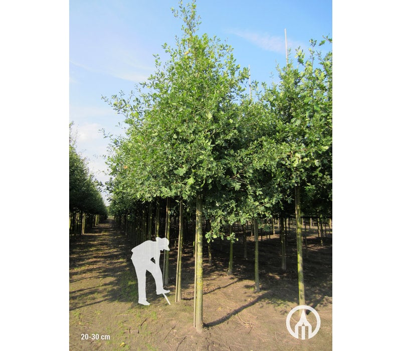 Quercus robur | Zomereik