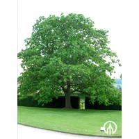 Quercus rubra | Amerikaanse eik