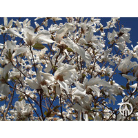 Magnolia kobus | Beverboom - Meerstam