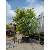 Acer palmatum | Japanse esdoorn - Meerstam