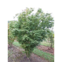 Acer palmatum | Japanse esdoorn - Meerstam