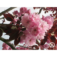 Prunus serrulata 'Royal Burgundy' | Japanse sierkers  - Meerstam