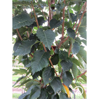 Prunus 'Umineko' | Sierkers   - Meerstam