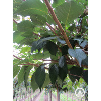 Prunus subhirtella 'Autumnalis Rosea' | Sierkers  - Meerstam