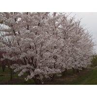 Prunus x yedoensis  | Yoshinokers   - Meerstam