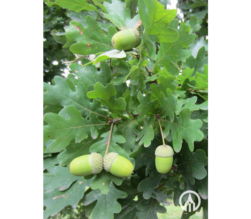 Quercus robur | Zomereik - Meerstam