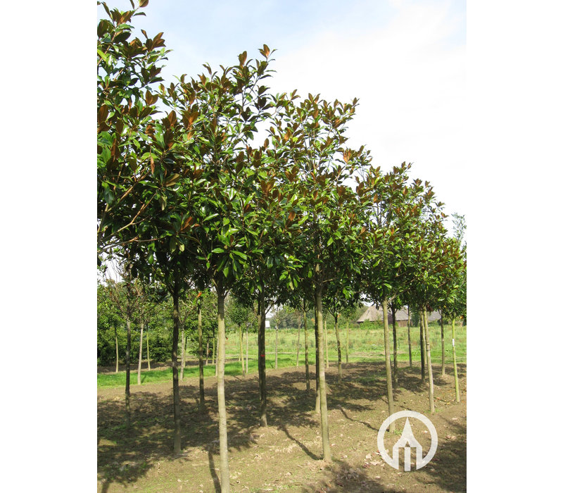 Magnolia grandiflora 'Galissonière' | Beverboom