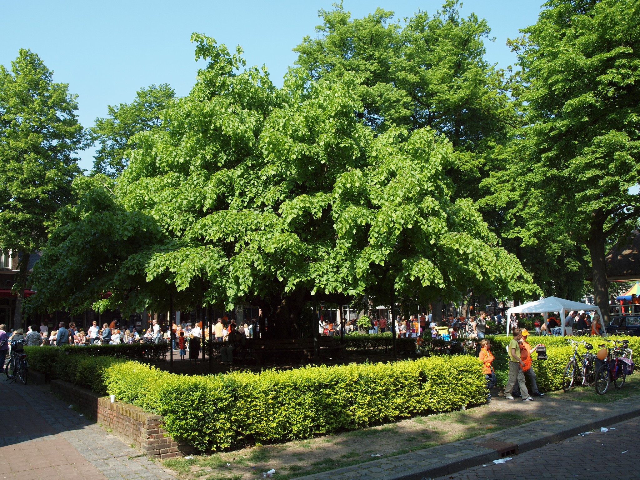 De Linde (Tilia): een feestelijke boom
