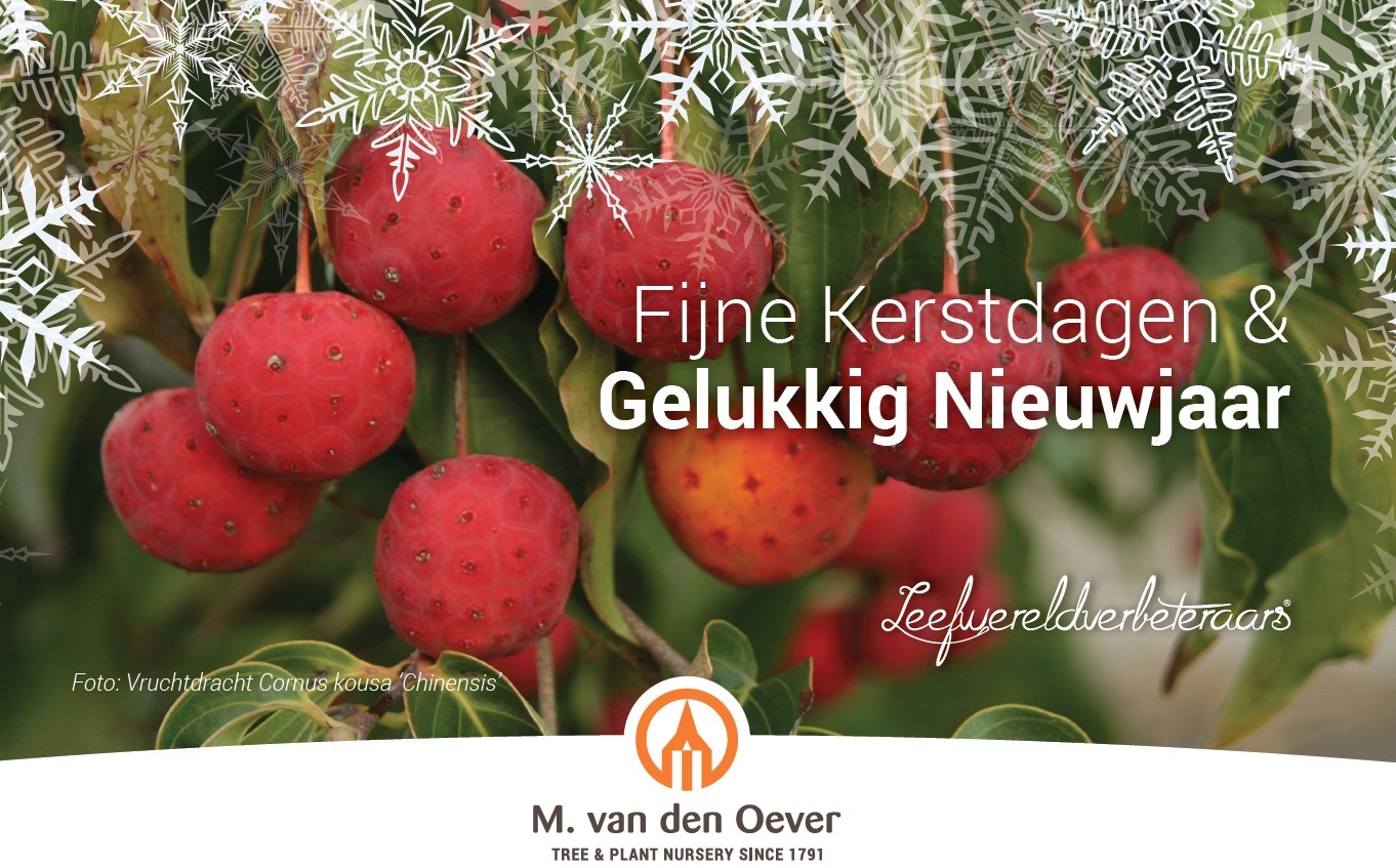 Prettige Feestdagen | Cornus kousa