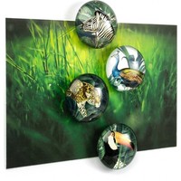 Trendform set of 4 Magnets Royal Garden