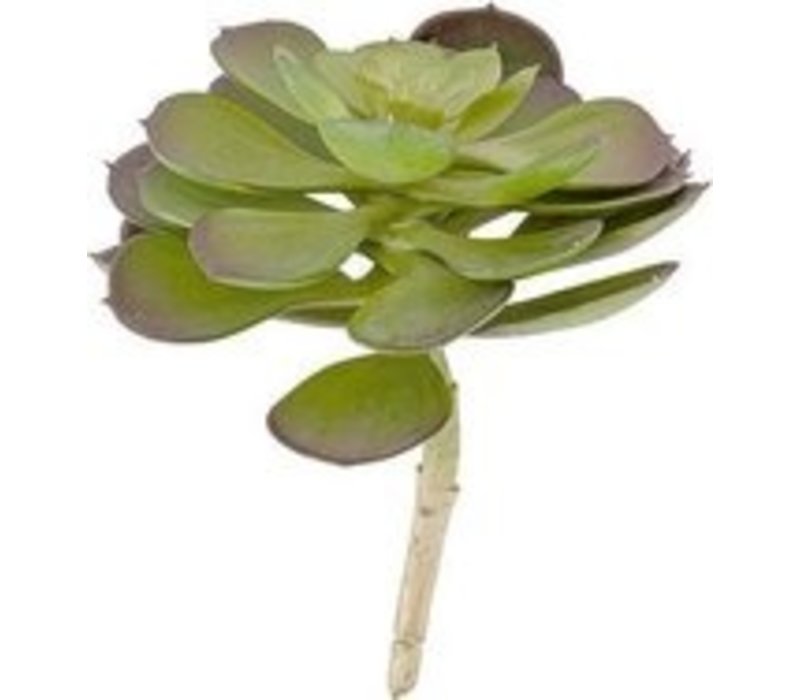 Present Time Artificial plant Hen Succulent Pick