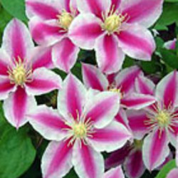 Clematis