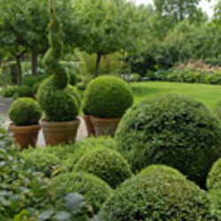 Buxus