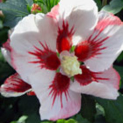 Hibiscus