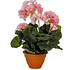 Künstliche Pflanze Geranie Rosa - H 32cm - Keramiktopf - Mica Decorations