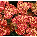 Achillea millefolium 'Paprika'