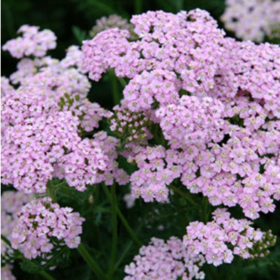 Achillea millefolium 'Lilac Beauty'