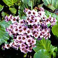 Bergenia cordifolia