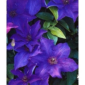 Clematis 'The President'