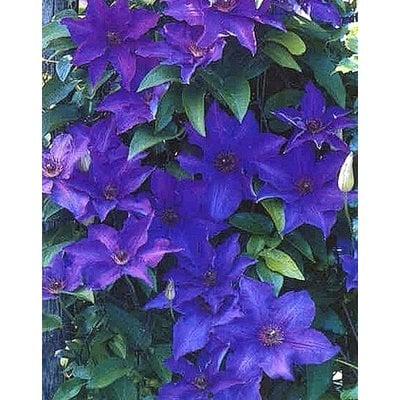 Clematis 'The President'