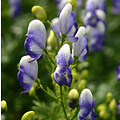 Aconitum cammarum 'Bicolor'