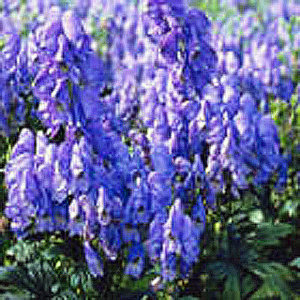 Aconitum carmichaelii 'Arendsii'