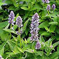 Agastache 'Blue Fortune'