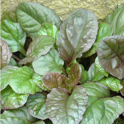 Ajuga reptans 'Catlin's Giant'