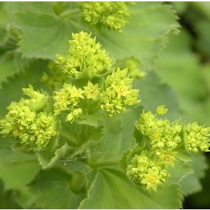 Alchemilla mollis