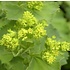 Alchemilla mollis