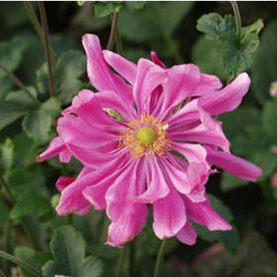 Anemone hupehensis 'Prinz Heinrich'