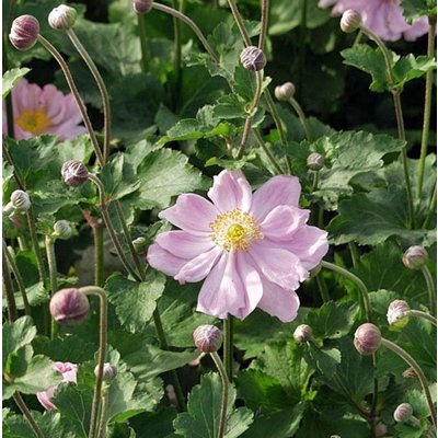 Anemone hybrida 'Königin Charlotte'