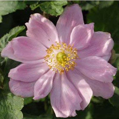 Anemone hybrida 'Königin Charlotte'