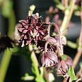 Akelei vulgaris 'Black Barlow'