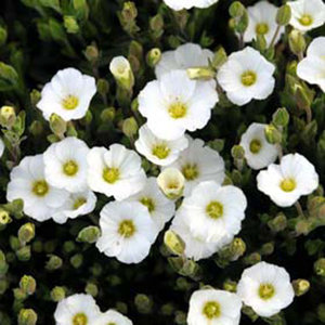 Arenaria montana