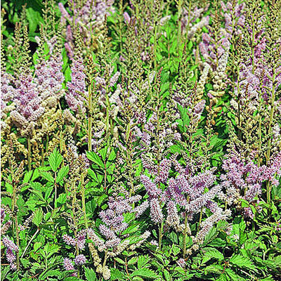 Astilbe chinensis 'Pumila'