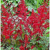 Astilbe Arendsii 'Fanal'