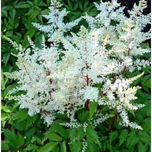 Astilbe Arendsii 'Weisse Gloria'