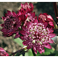 Astrantia major 'Abbey Road' (R)