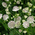 Astrantia major 'Buckland'