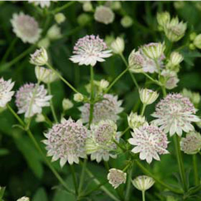 Astrantia major 'Buckland'