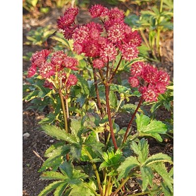 Astrantia major 'Ruby Wedding'