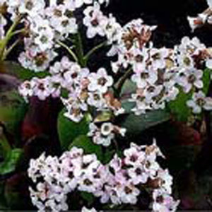 Bergenia 'Bressingham White'