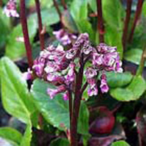 Bergenia 'Wintermärchen'