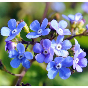 Brunnera macrophylla