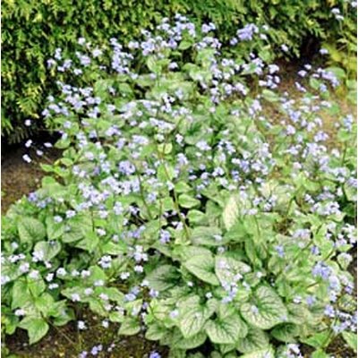 Brunnera macrophylla 'Jack Frost' (R)