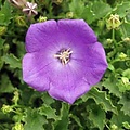 Campanula carpatica 'Blaue Clips'