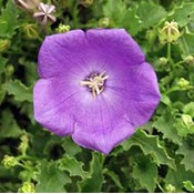 Campanula carpatica 'Blaue Clips'